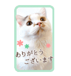 猫カフェnyaonyaoの猫ちゃん達による敬語版（個別スタンプ：1）