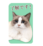 猫カフェnyaonyaoの猫ちゃん達による敬語版（個別スタンプ：5）