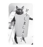 猫カフェnyaonyaoの猫ちゃん達による敬語版（個別スタンプ：9）