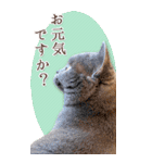 猫カフェnyaonyaoの猫ちゃん達による敬語版（個別スタンプ：12）