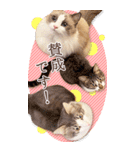 猫カフェnyaonyaoの猫ちゃん達による敬語版（個別スタンプ：14）