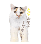 猫カフェnyaonyaoの猫ちゃん達による敬語版（個別スタンプ：19）