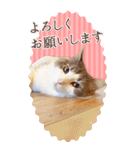 猫カフェnyaonyaoの猫ちゃん達による敬語版（個別スタンプ：20）