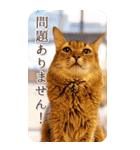 猫カフェnyaonyaoの猫ちゃん達による敬語版（個別スタンプ：21）