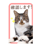 猫カフェnyaonyaoの猫ちゃん達による敬語版（個別スタンプ：22）