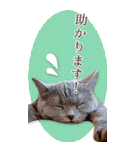 猫カフェnyaonyaoの猫ちゃん達による敬語版（個別スタンプ：23）