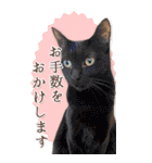 猫カフェnyaonyaoの猫ちゃん達による敬語版（個別スタンプ：24）