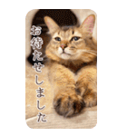 猫カフェnyaonyaoの猫ちゃん達による敬語版（個別スタンプ：25）