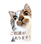 猫カフェnyaonyaoの猫ちゃん達による敬語版（個別スタンプ：28）