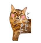 猫カフェnyaonyaoの猫ちゃん達による敬語版（個別スタンプ：29）