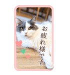 猫カフェnyaonyaoの猫ちゃん達による敬語版（個別スタンプ：31）