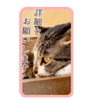猫カフェnyaonyaoの猫ちゃん達による敬語版（個別スタンプ：32）