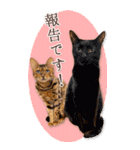 猫カフェnyaonyaoの猫ちゃん達による敬語版（個別スタンプ：34）