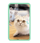 猫カフェnyaonyaoの猫ちゃん達による敬語版（個別スタンプ：37）