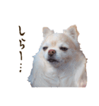 こまるの気持ち（個別スタンプ：19）