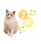 ラグドール、ルナのスタンプ（個別スタンプ：6）