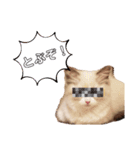 ラグドール、ルナのスタンプ（個別スタンプ：16）