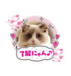 ラグドール、ルナのスタンプ（個別スタンプ：29）