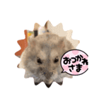 うちのハムジロースタンプ（個別スタンプ：6）