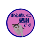 大人可愛シックな子猫達♡丁寧で便利な敬語（個別スタンプ：4）