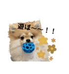 あざとい、こてつ（個別スタンプ：10）