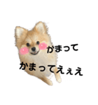 あざとい、こてつ（個別スタンプ：18）