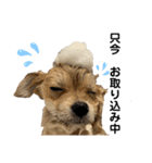 あざとい、こてつ（個別スタンプ：19）