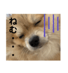 あざとい、こてつ（個別スタンプ：22）