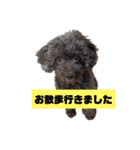 わんにゃんず②（個別スタンプ：1）