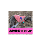 わんにゃんず②（個別スタンプ：2）