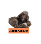わんにゃんず②（個別スタンプ：3）