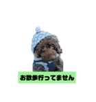 わんにゃんず②（個別スタンプ：4）