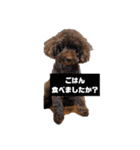 わんにゃんず②（個別スタンプ：6）