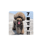 わんにゃんず②（個別スタンプ：8）