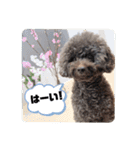 わんにゃんず②（個別スタンプ：11）
