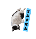 わんにゃんず②（個別スタンプ：15）