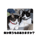 わんにゃんず②（個別スタンプ：16）