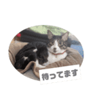 わんにゃんず②（個別スタンプ：19）