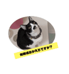 わんにゃんず②（個別スタンプ：20）