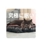 ペットで代弁④（個別スタンプ：2）