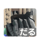 ペットで代弁④（個別スタンプ：3）
