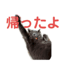 ペットで代弁④（個別スタンプ：5）