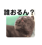 ペットで代弁④（個別スタンプ：11）