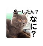 ペットで代弁④（個別スタンプ：12）