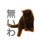 ペットで代弁④（個別スタンプ：13）