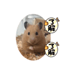 ペットで代弁④（個別スタンプ：19）