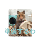 ペットで代弁④（個別スタンプ：20）