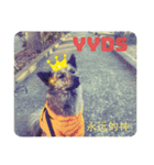 犬が話すネットスラング 改（個別スタンプ：1）