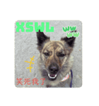 犬が話すネットスラング 改（個別スタンプ：2）