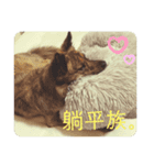 犬が話すネットスラング 改（個別スタンプ：5）